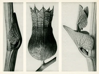 Aristolochia clematitis. 1929